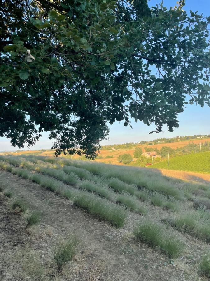 La Ca Dal Non Bioagriturismo - Alpenice Savignano sul Panaro Екстериор снимка
